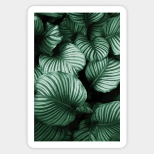 Tropical Lush Palm Leaves Sticker